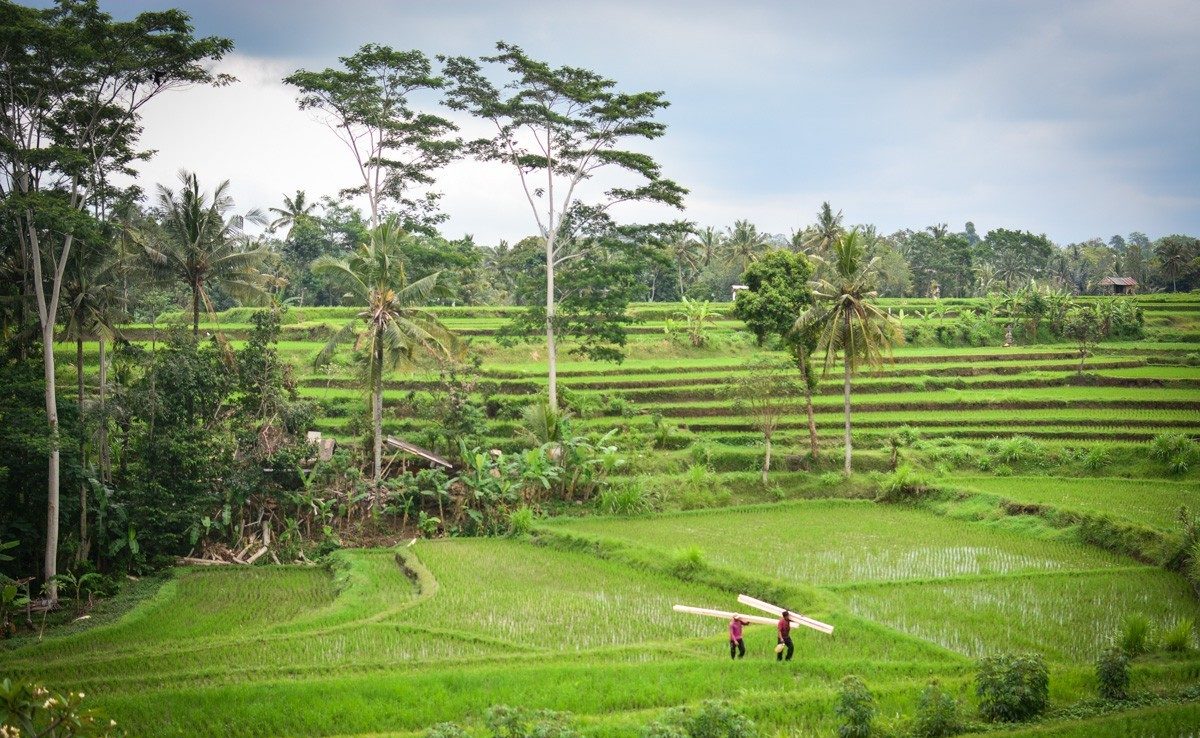 Artist's Trail or the Campuhan Ridge walk in Ubud