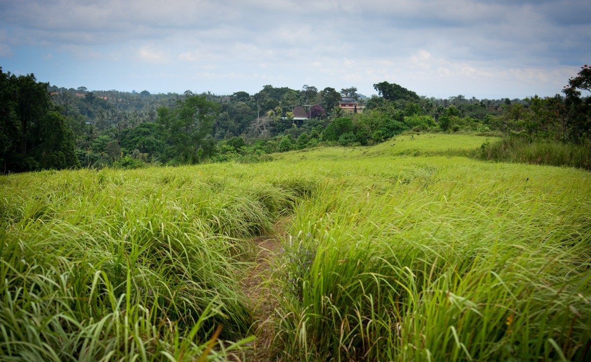 Artist's Trail or the Campuhan Ridge walk in Ubud