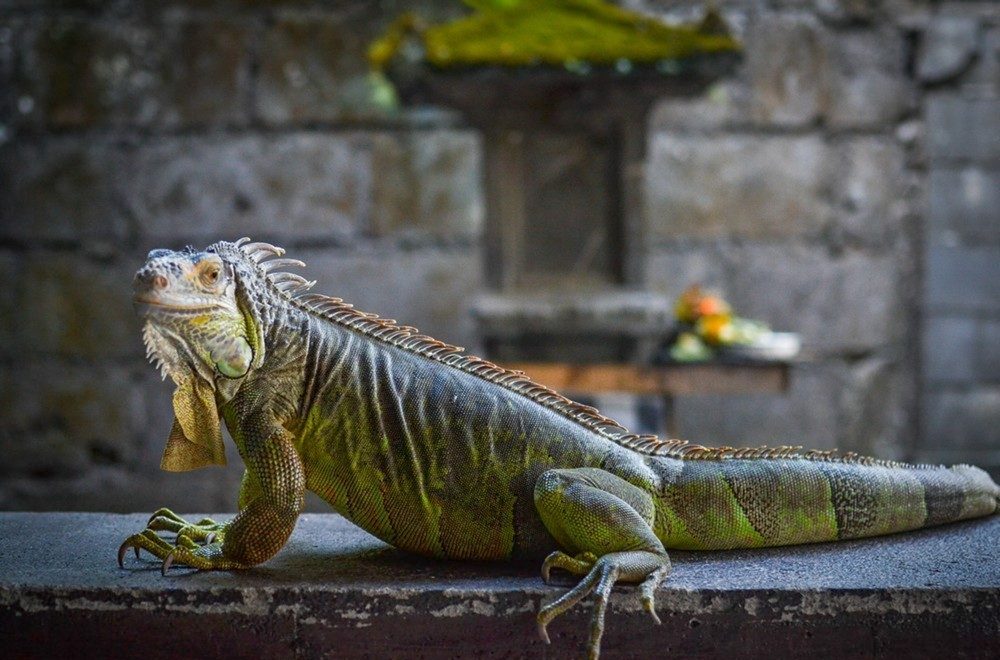 Tirta Gangga, the Royal Water Palace