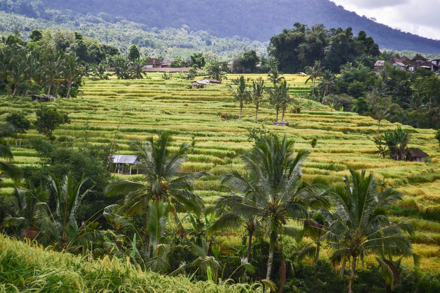 The most beautiful rice terraces on the island of Bali - Jatiluwih.