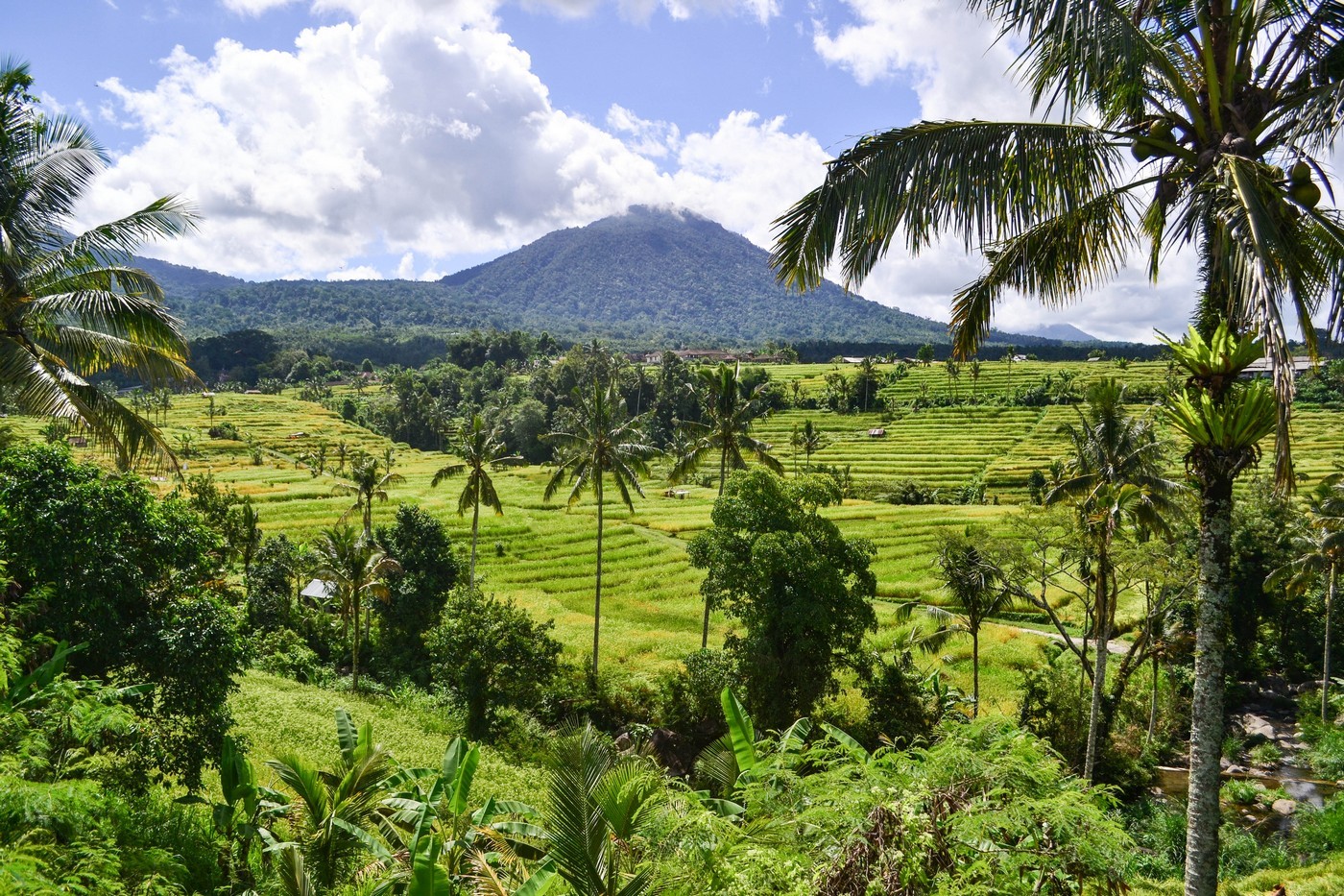 The most beautiful rice terraces on the island of Bali - Jatiluwih.