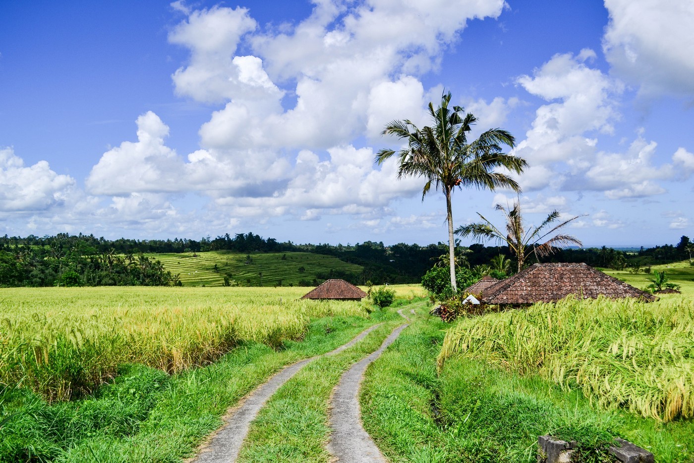 The most beautiful rice terraces on the island of Bali - Jatiluwih.