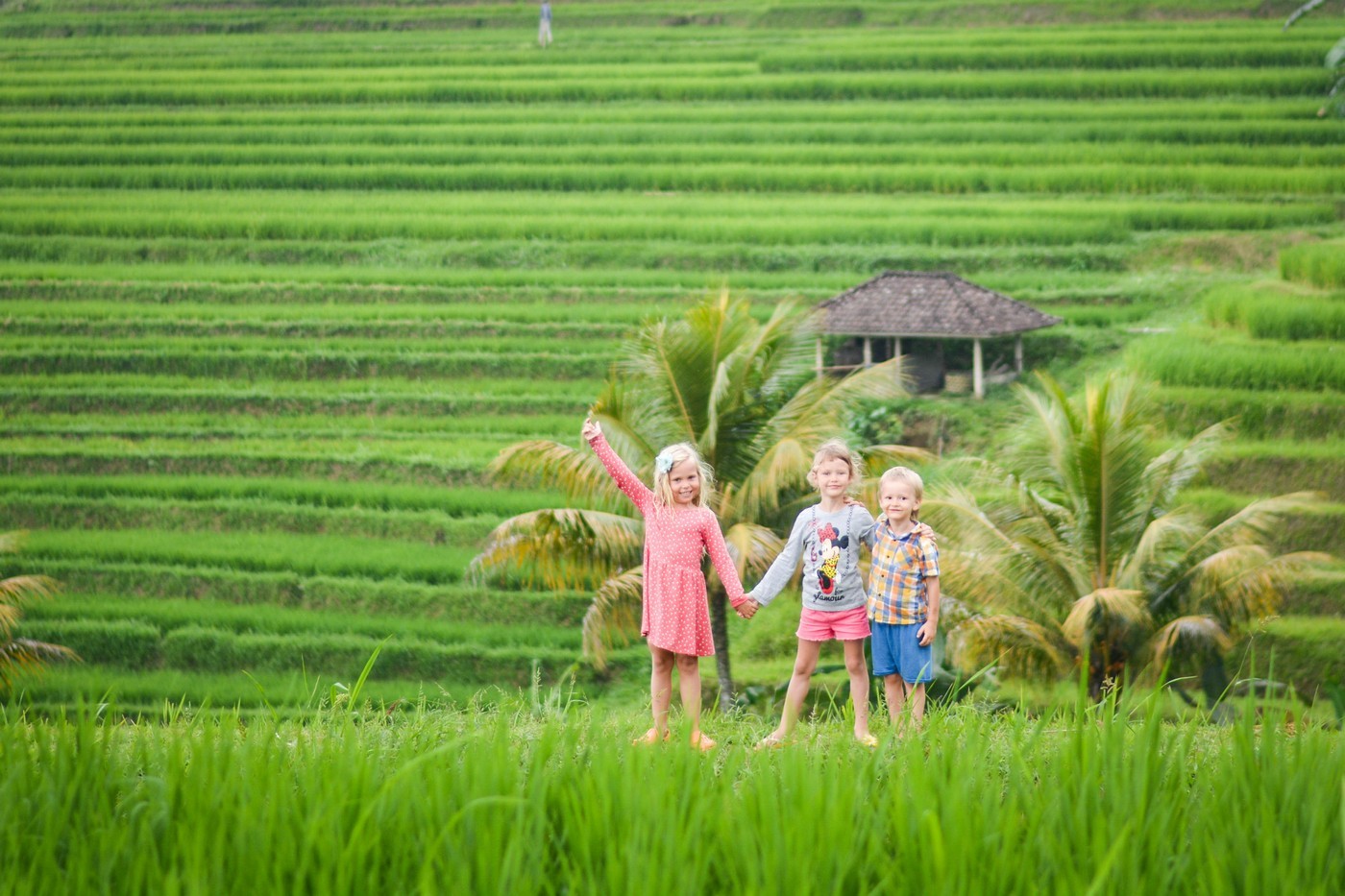 The most beautiful rice terraces on the island of Bali - Jatiluwih.