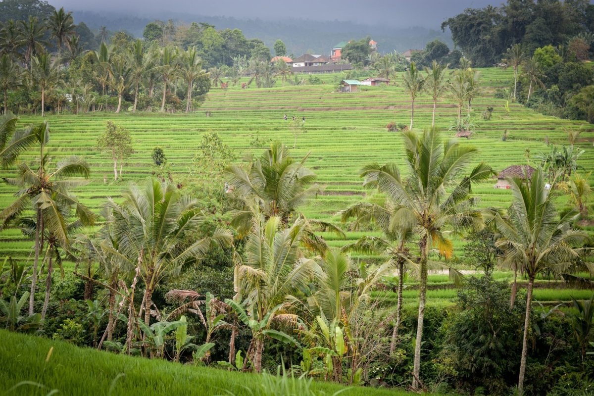 The most beautiful rice terraces on the island of Bali - Jatiluwih.