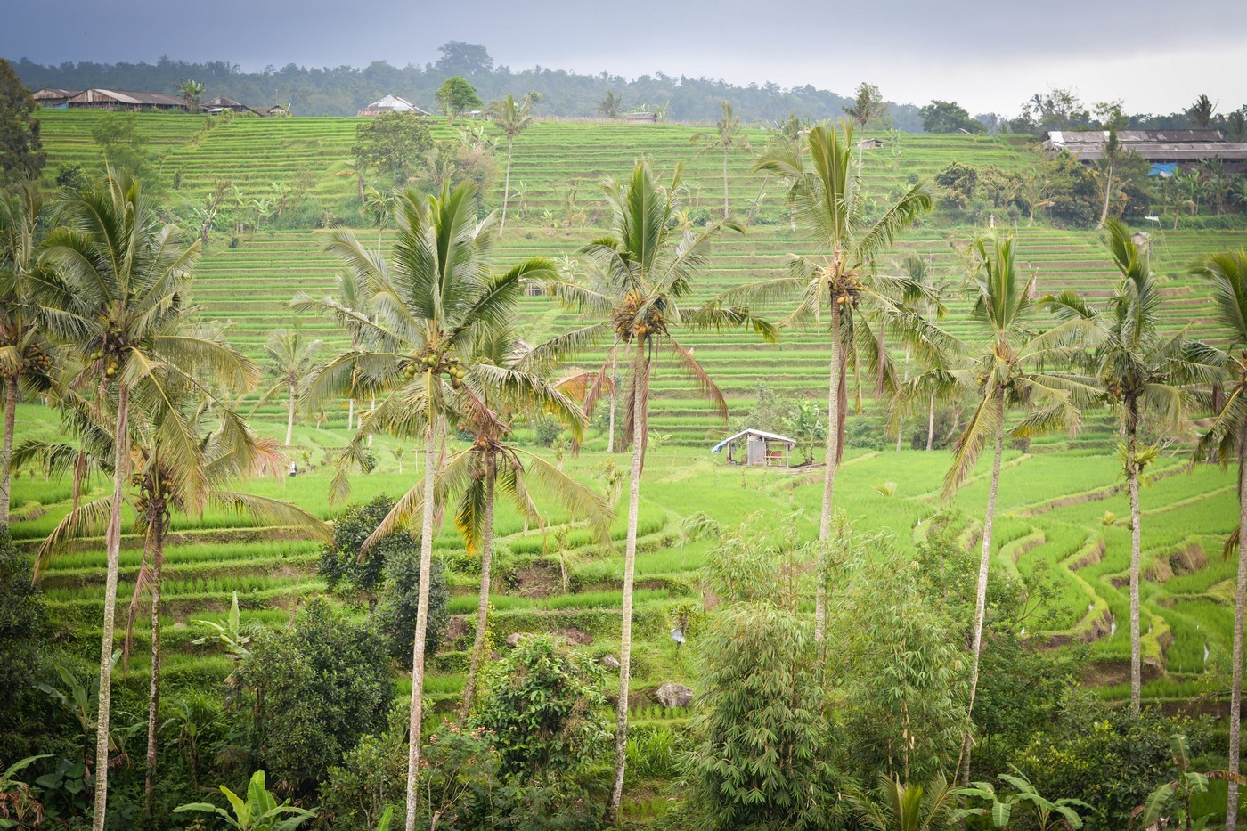 The most beautiful rice terraces on the island of Bali - Jatiluwih.