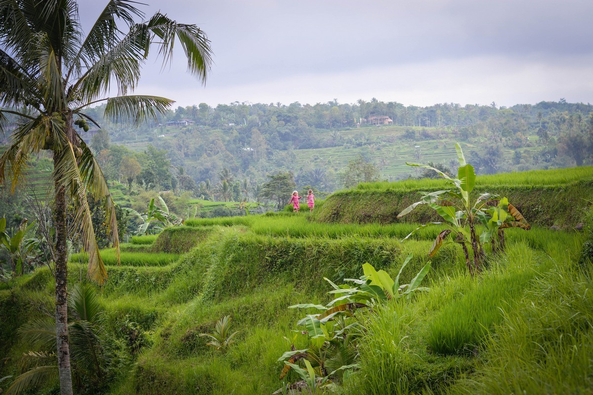 The most beautiful rice terraces on the island of Bali - Jatiluwih.