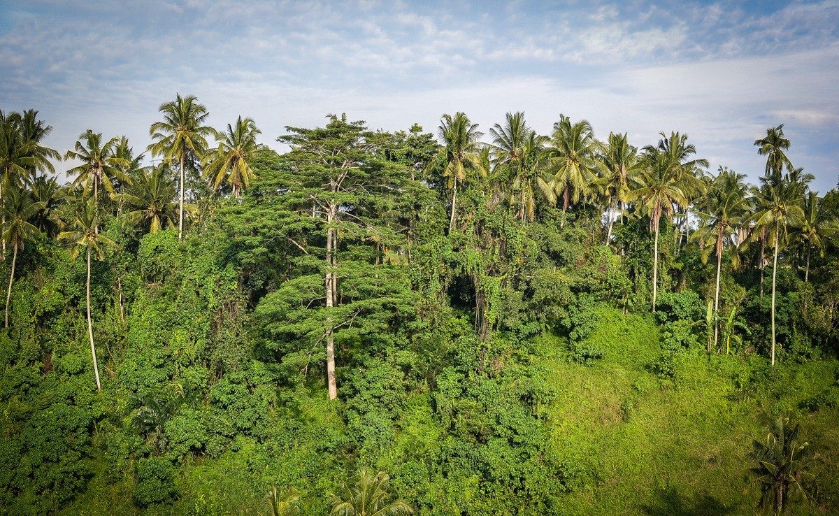 Artist's Trail or the Campuhan Ridge walk in Ubud