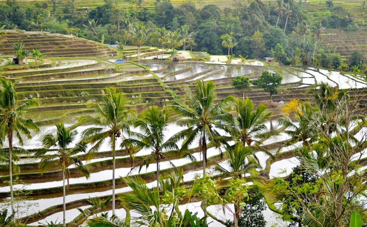 How is rice grown in Bali?