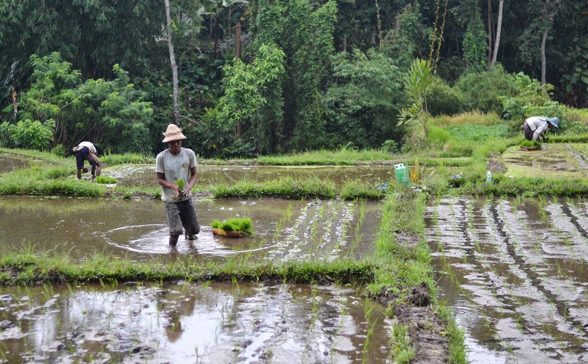 How is rice grown in Bali?