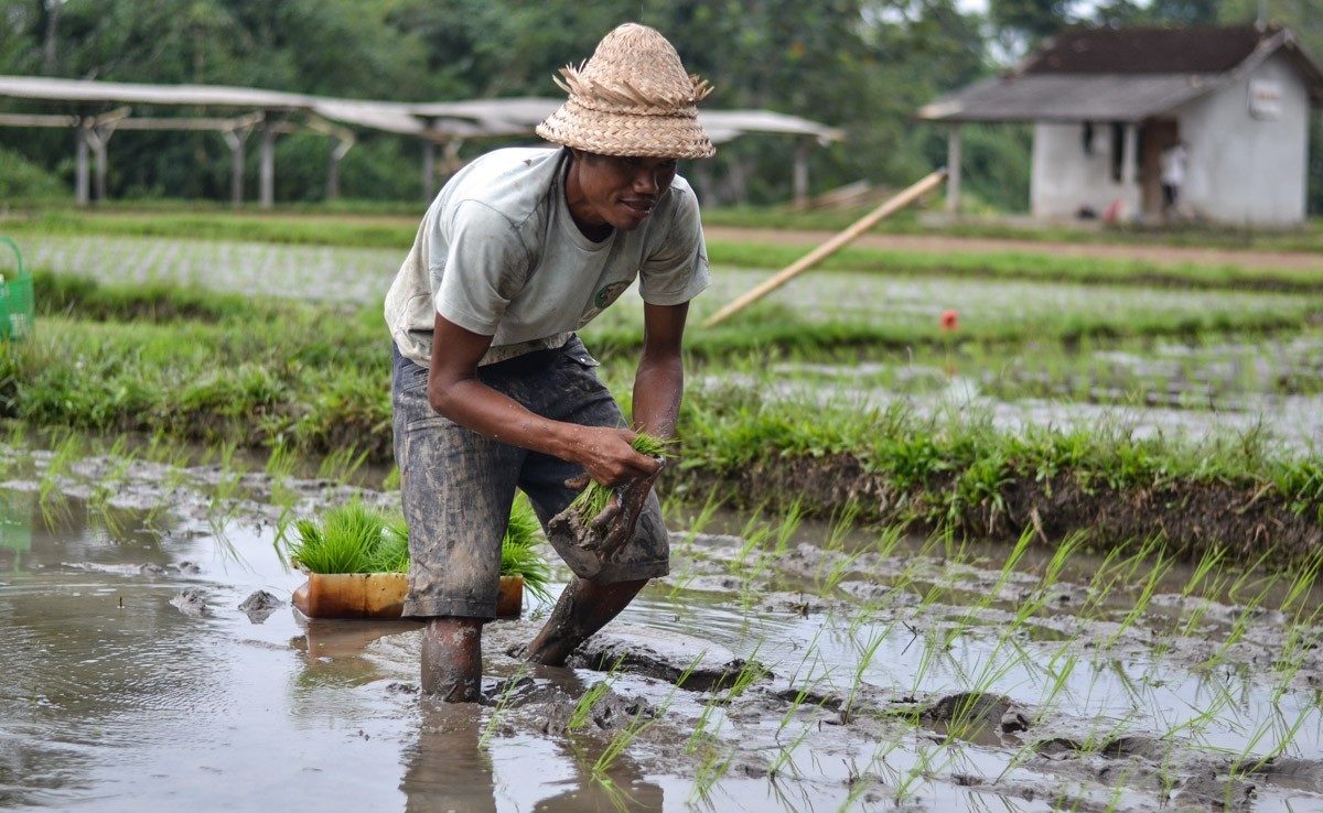 How is rice grown in Bali?