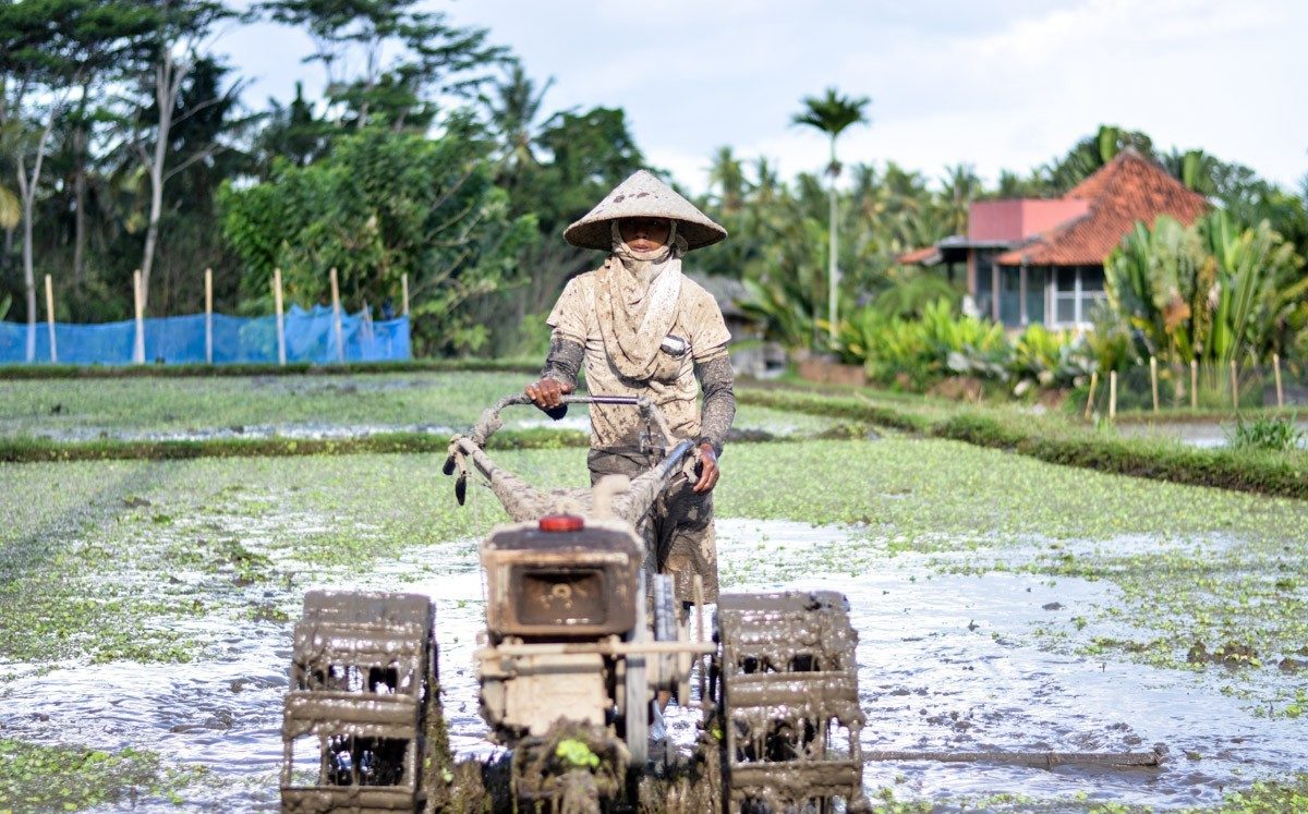 How is rice grown in Bali?