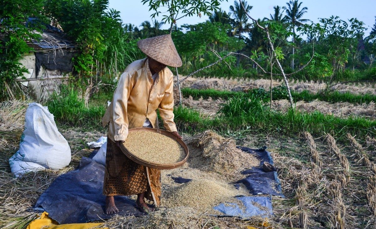 How is rice grown in Bali?