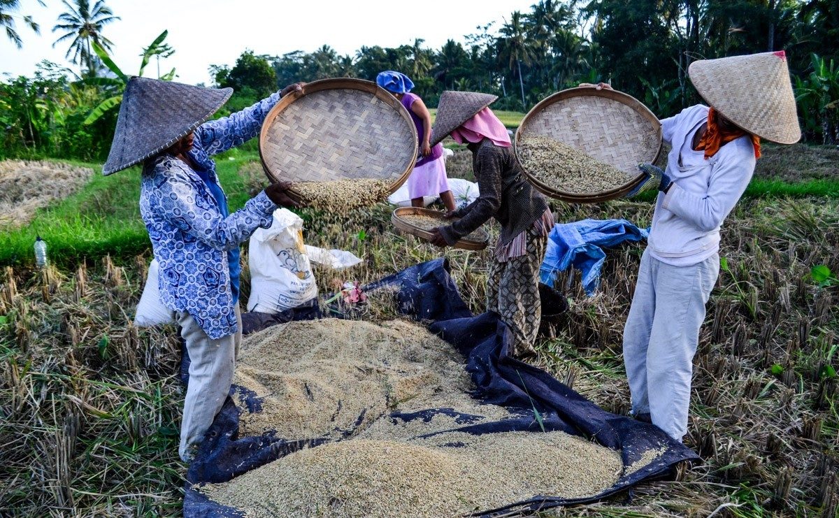 How is rice grown in Bali?