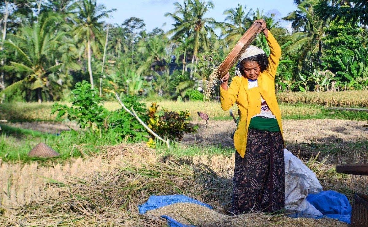 How is rice grown in Bali?