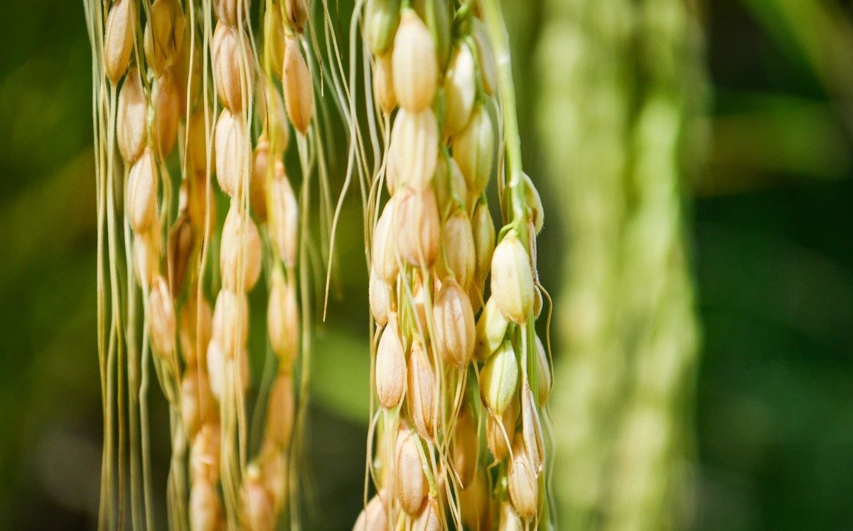 How is rice grown in Bali?