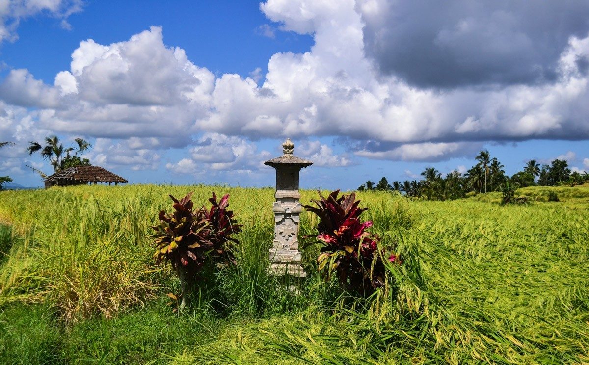 How is rice grown in Bali?