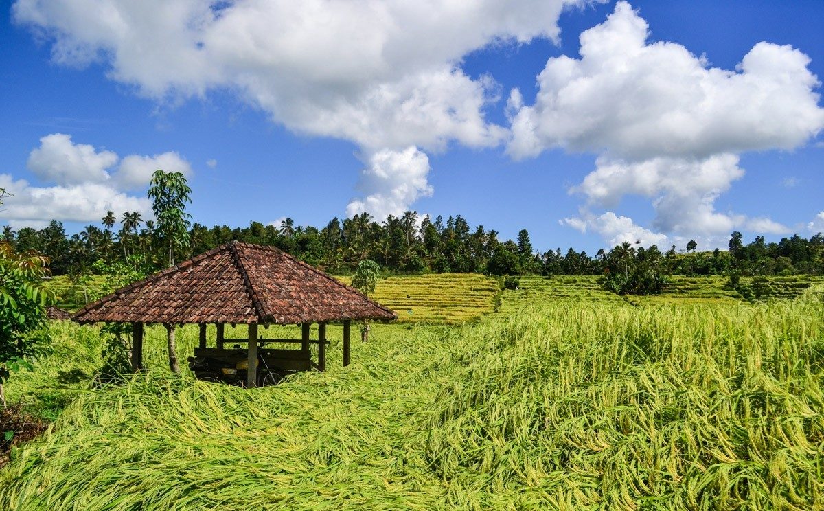 How is rice grown in Bali?