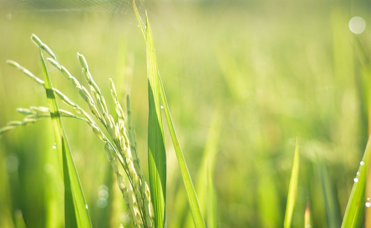 How is rice grown in Bali?