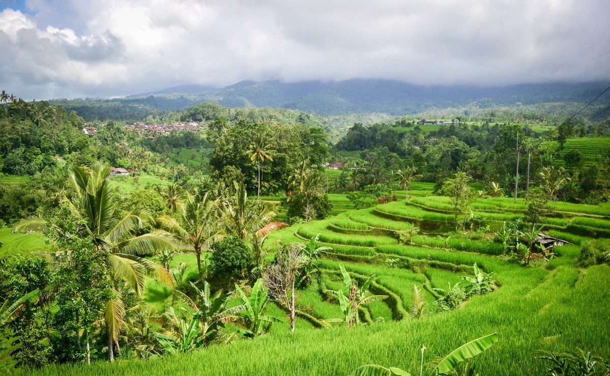 How is rice grown in Bali?