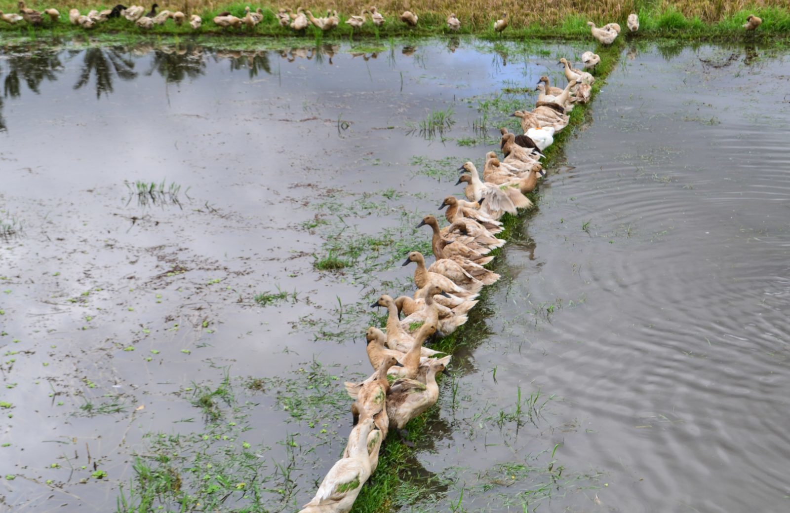 How is rice grown in Bali?